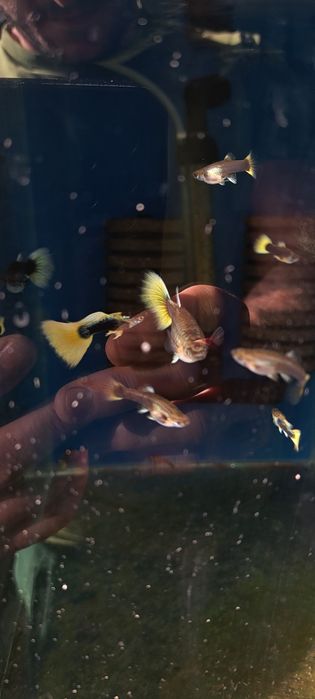 Dorosła parka gupików żółtych tuxedo okazja