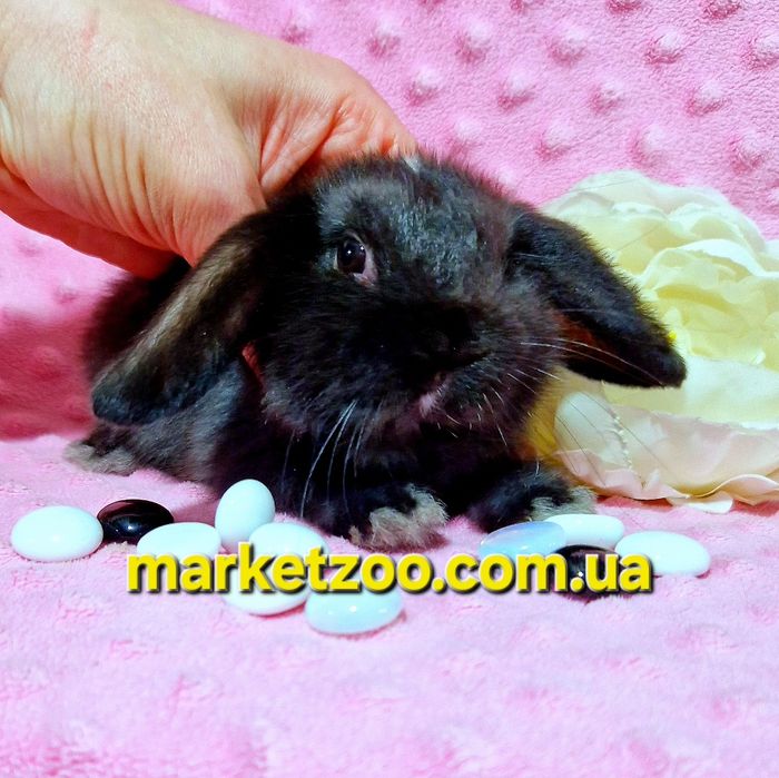 Міні кролик mini lop чорний карликовые кролики,висловухий баранчик