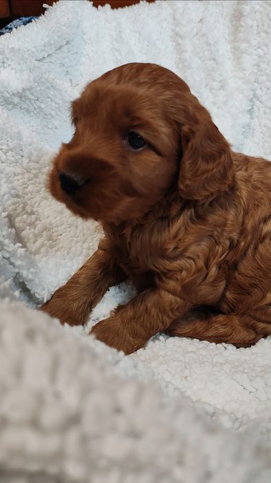 Cockapoo Pies GUFI