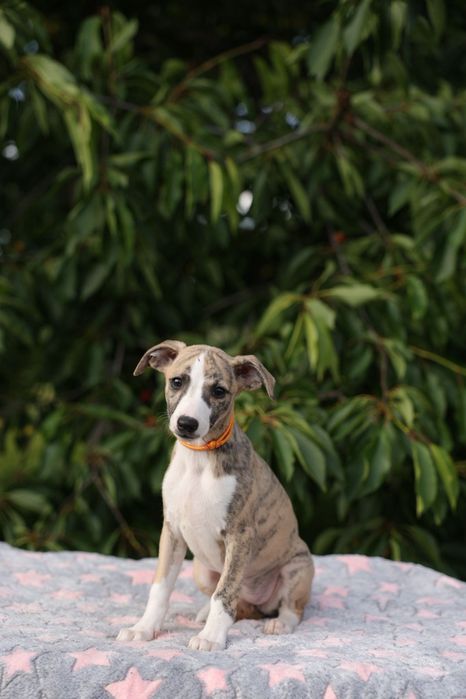 Chart Angielski-Whippet sunia Djuna*FCI