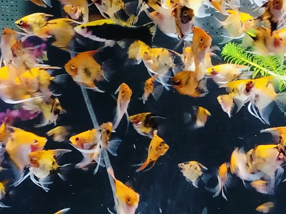 Skalary Koi/Red Devil