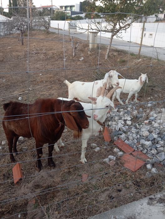 Cabras boer e cruzadas