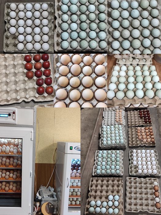 Куры, Петухи. Взрослые, Молодые.  Мускусные утки, селезни. Цесарки.