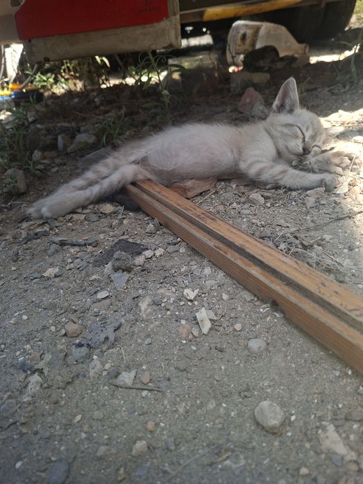 Gatinhos siameses
