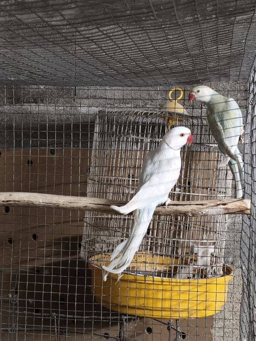 Ring Necks (várias mutações)