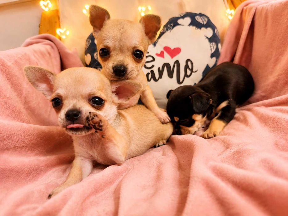 Chihuahua miniatura