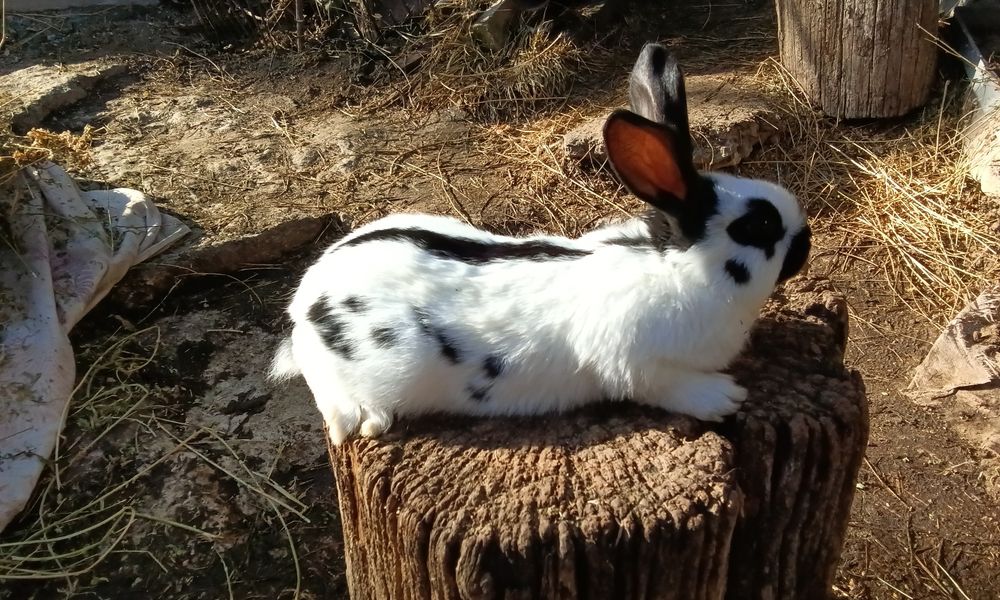 Кролички породи Строкач вік 2 місяці, проколені