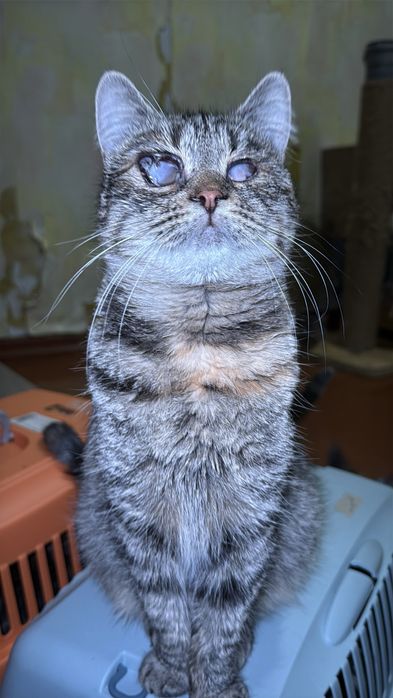 Кішечка кошеня в хороші руки