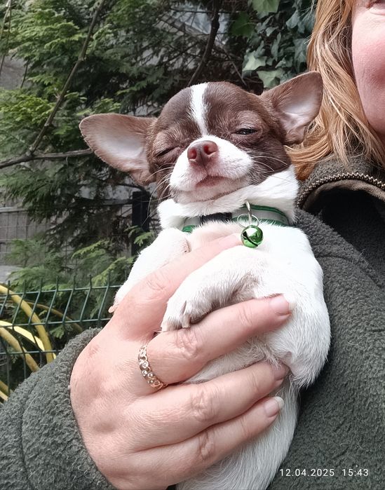 Вязка, чіхуахуа 1,5 кг, білошоколад