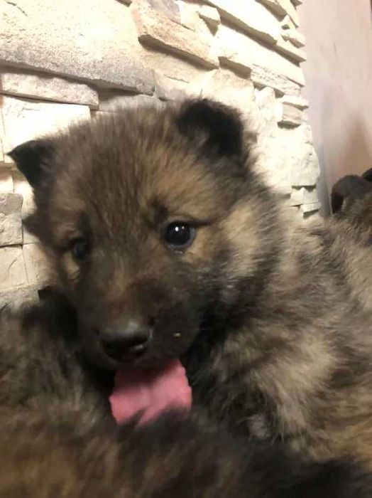 Szczeniaki szukają nowego domu