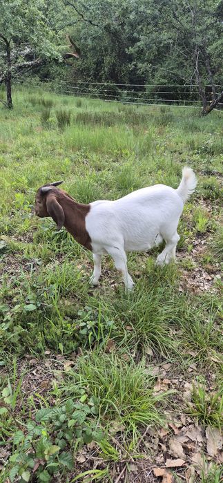 Cabrito boer puro