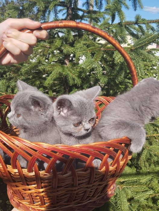 Шотландські кошенята