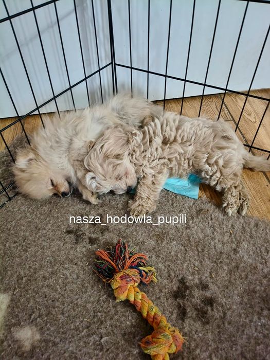 maltipoo F1 ze sprawdzonej hodowli