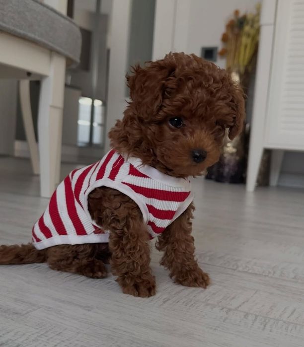 Ред браун той пудель.темний хлопчик