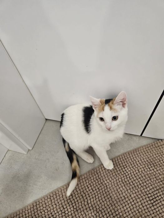 Gabi - kotka do adopcji!