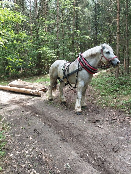 Sprzedam wałacha zimnokrwistego
