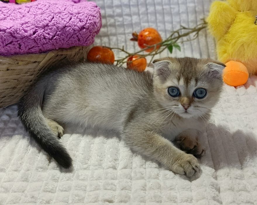 Золотая Шиншилла,ny25  милая девочка вислоушка
