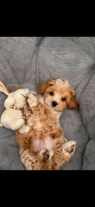 •Caramel мальтипу , мальтіпу ф1 , baby face maltipoo