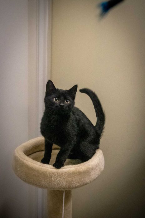 Słodki Hebanek szuka domu