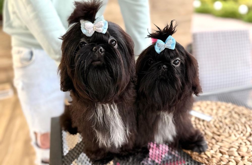 Shih Tzu ZKwP FCI z kompletem badań dodatkowych! Mini! Czarny!