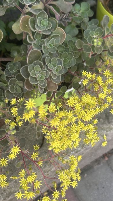 Фікус та аіхрізон в одному горщику