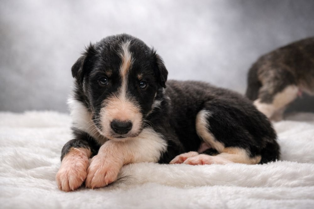 Chart Rosyjski Borzoj Tadeusz