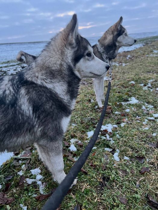 Підрощенний хлопчик  хаскі різноокий