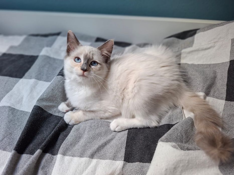 Ragdoll kociczka