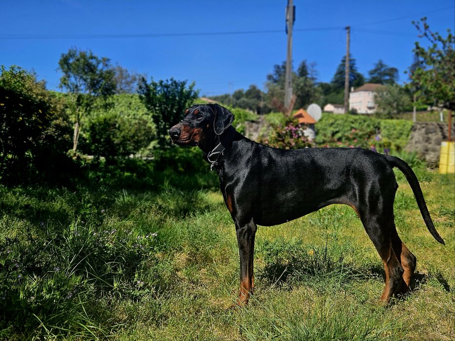 Doação de Doberman fêmea, 4 anos – adoção responsável