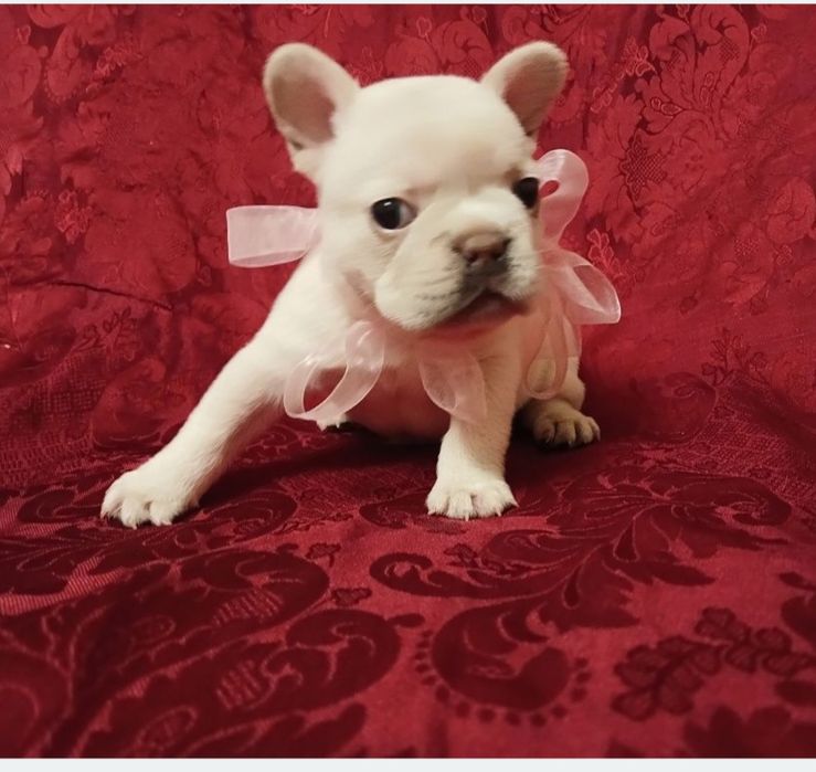 Французский бульдог лучший подарок  любимым