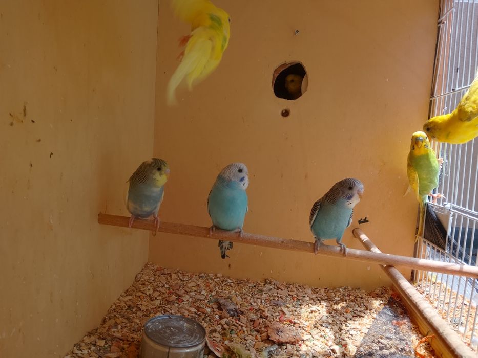 Piriquitos australianos