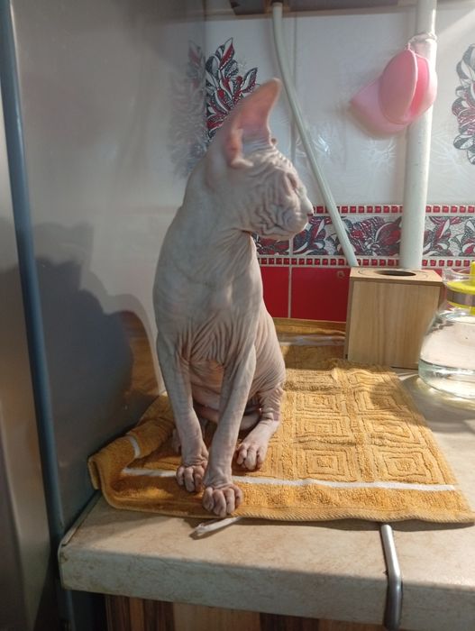 Продам канадского сфинкса