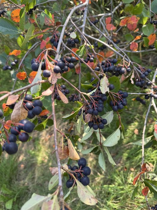 Aronia 5 kg nie pryskana