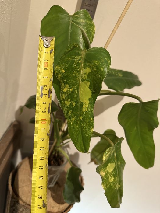 Філодендрон Philodendron  Siam Sunrise