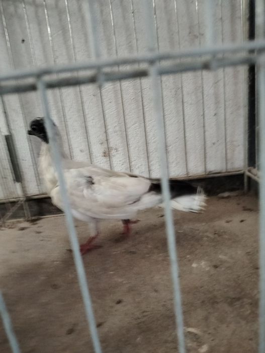 Szek polski samica
