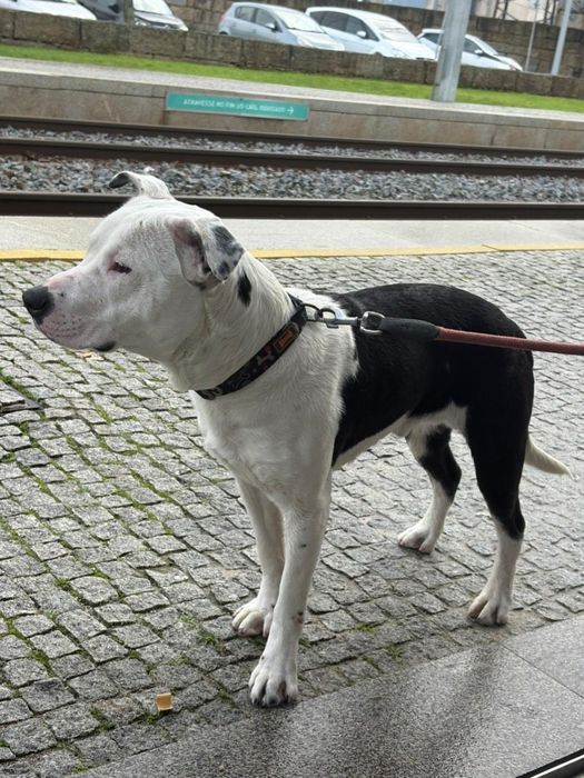 Dou  pitbull com 1 ano