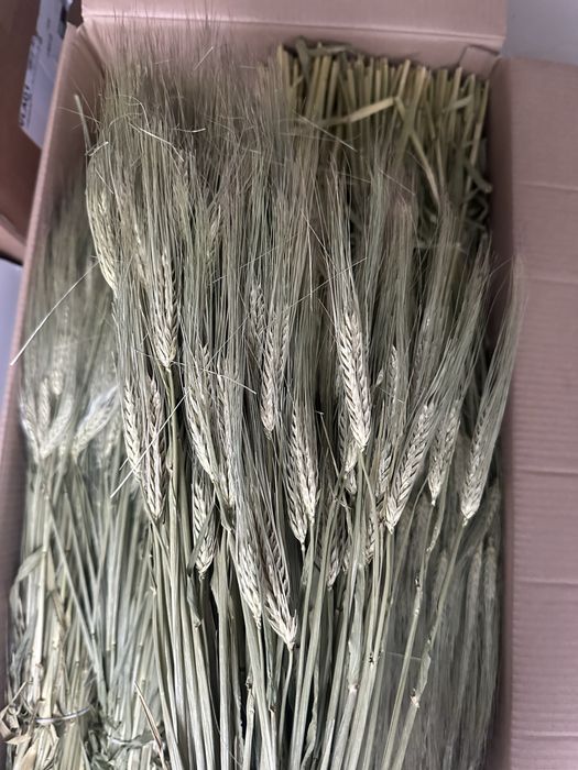 Колоски Пшениці натуральні, можливий опт, Жито, Ячмінь, Льон