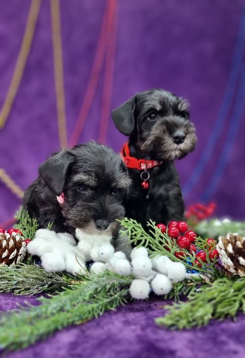 Цуценята цвергшнауцера