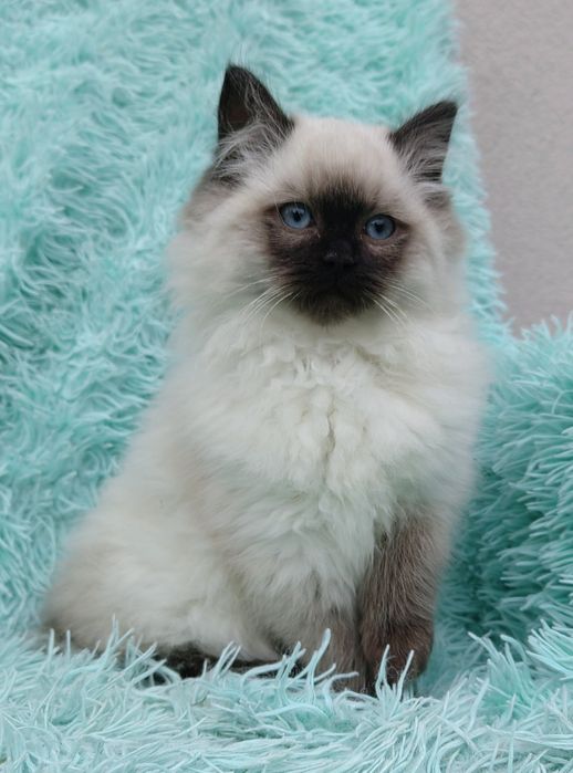 kotka rasy ragdoll