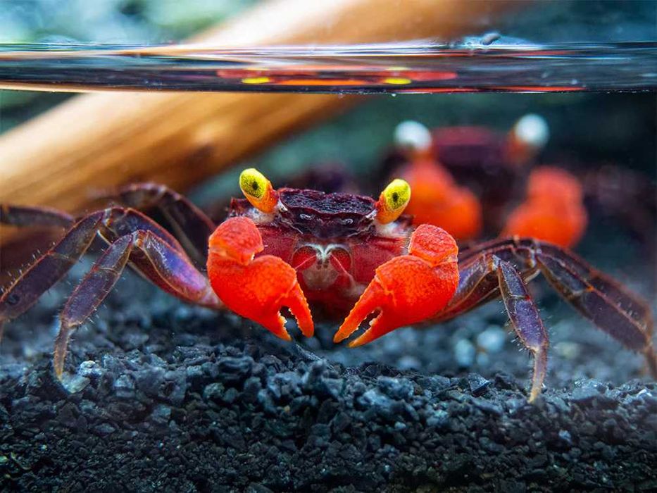 Krab Red Devil (Geosesarma)
