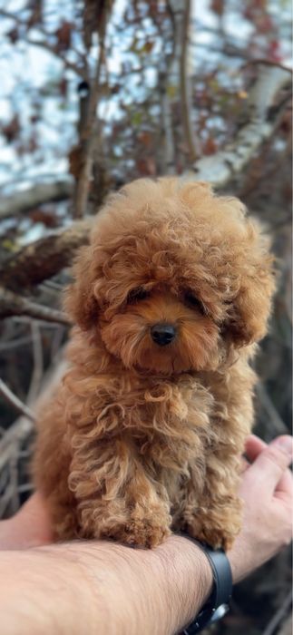 Мальтіпу дівчинка Міні Teddy