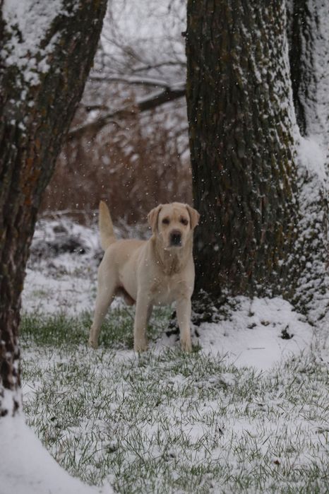 Безкоштовно хлопчик Лабрадор ретривер