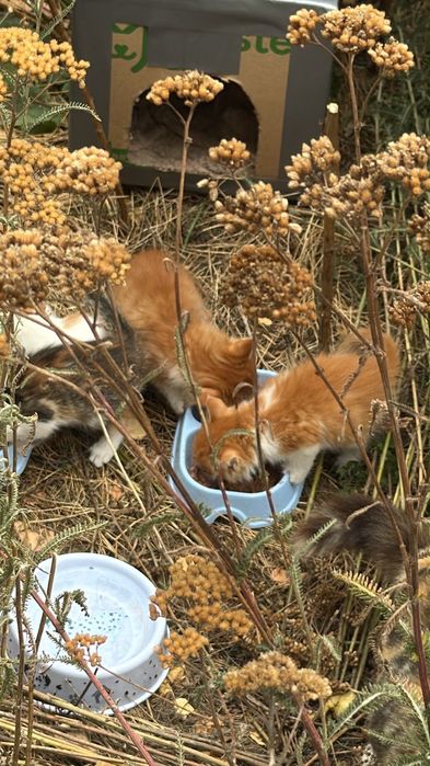 Віддам в добрі руки кошенята
