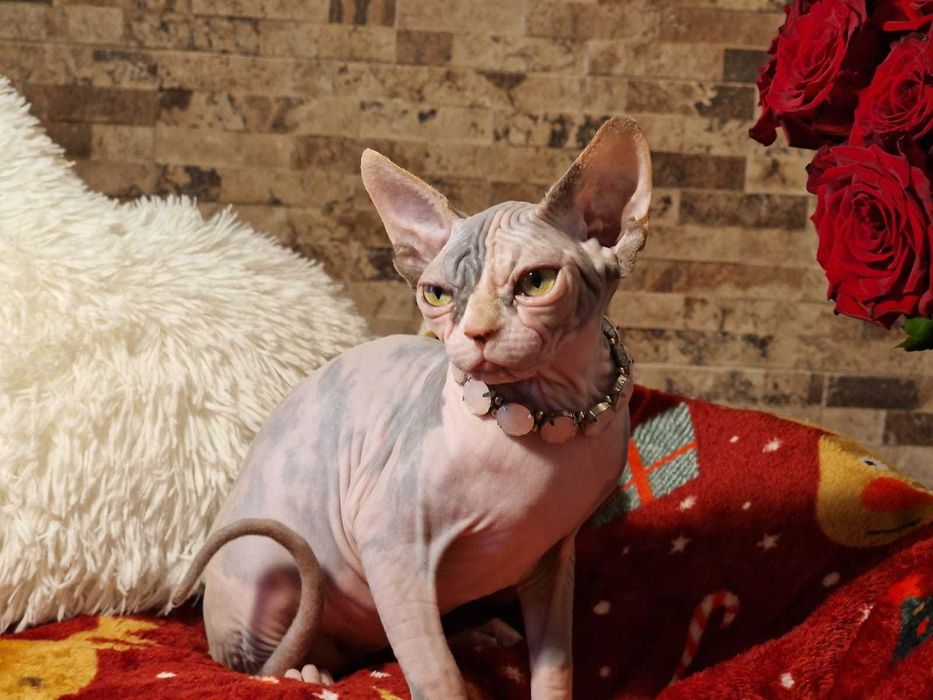 Gatinha Canadian Sphynx lilás bicolor