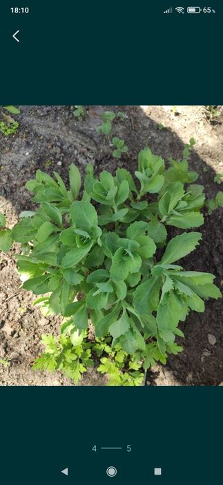 Продам хоста, флоксы, очиток