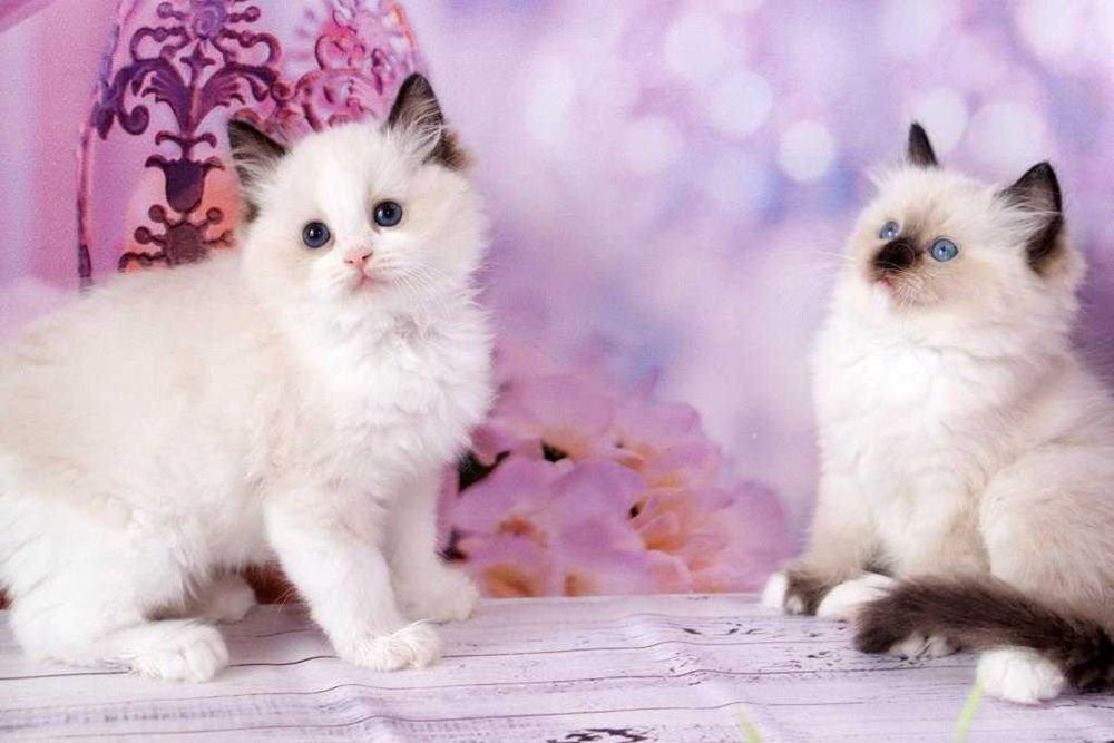 Регдоли-найкращі компаньони та друзі