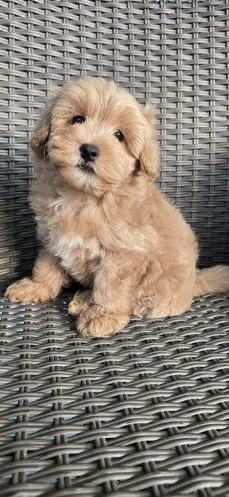 Maltipoo/ chłopczyk