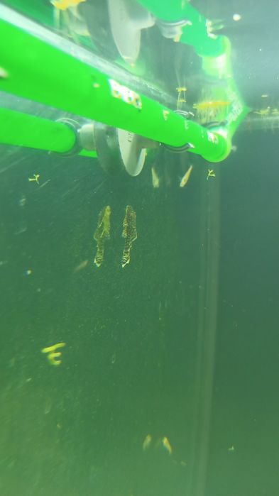Ancistrus 2 - 3 cm