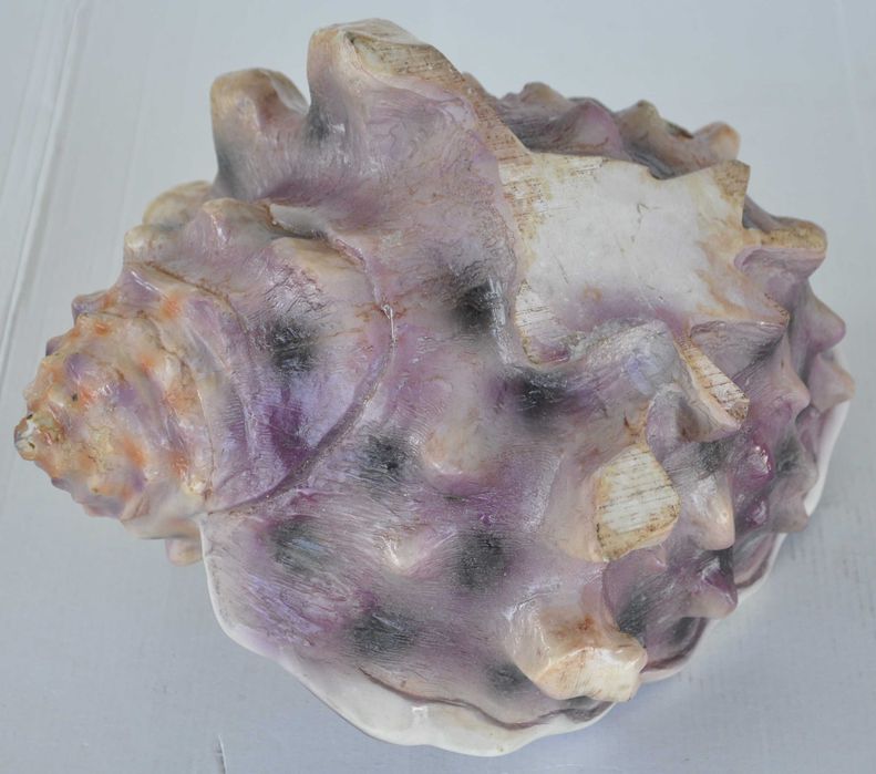 Nawilżacz Powietrza w Kształcie Muszli Generator Pary Powystawowy!