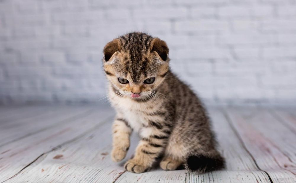 Scottish fold - Шотландський  висловухий котик ,  досі вільний.